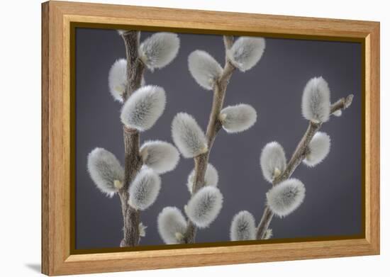 USA, Washington State, Seabeck of pussy willows.-Jaynes Gallery-Framed Premier Image Canvas