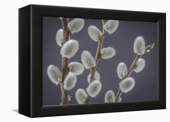 USA, Washington State, Seabeck of pussy willows.-Jaynes Gallery-Framed Premier Image Canvas