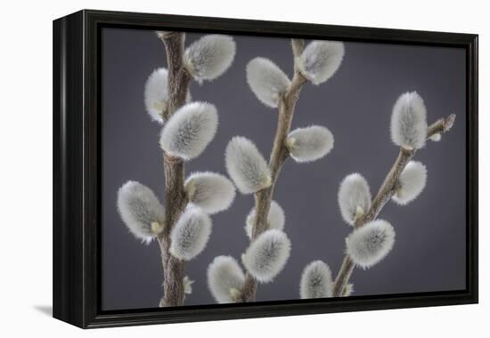 USA, Washington State, Seabeck of pussy willows.-Jaynes Gallery-Framed Premier Image Canvas