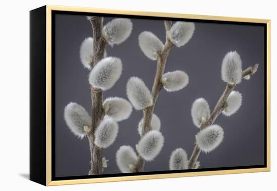 USA, Washington State, Seabeck of pussy willows.-Jaynes Gallery-Framed Premier Image Canvas