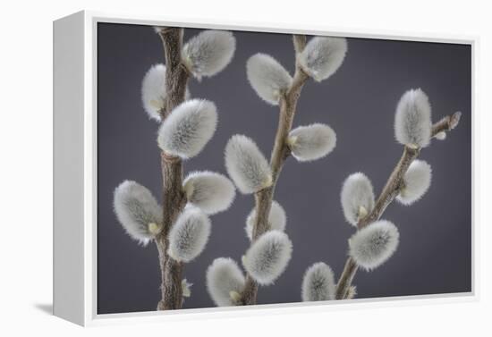 USA, Washington State, Seabeck of pussy willows.-Jaynes Gallery-Framed Premier Image Canvas