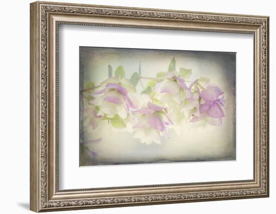 USA, Washington State, Seabeck. Ornamental oregano flowers.-Jaynes Gallery-Framed Photographic Print