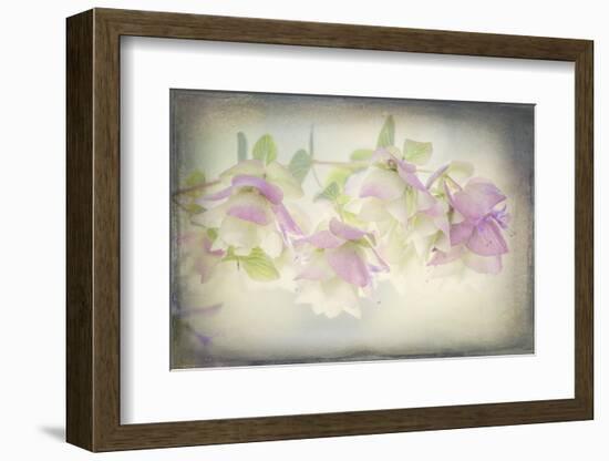 USA, Washington State, Seabeck. Ornamental oregano flowers.-Jaynes Gallery-Framed Photographic Print