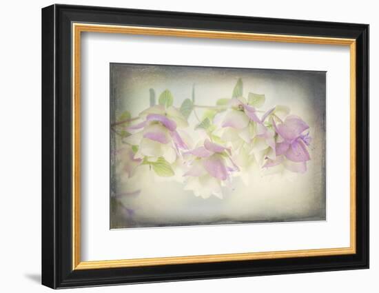 USA, Washington State, Seabeck. Ornamental oregano flowers.-Jaynes Gallery-Framed Photographic Print