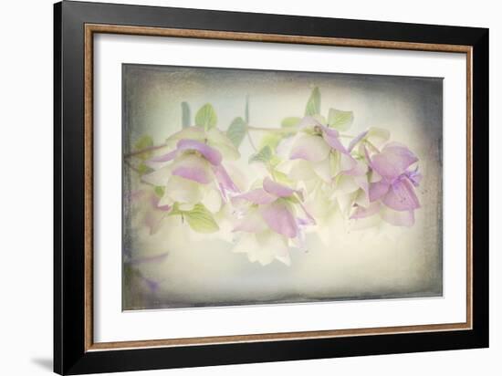 USA, Washington State, Seabeck. Ornamental oregano flowers.-Jaynes Gallery-Framed Photographic Print