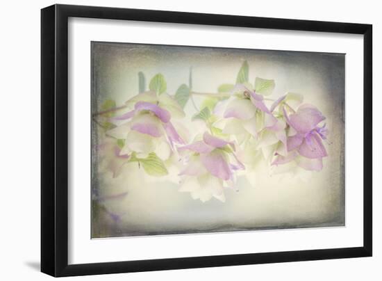 USA, Washington State, Seabeck. Ornamental oregano flowers.-Jaynes Gallery-Framed Photographic Print
