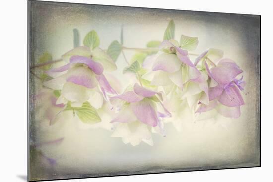 USA, Washington State, Seabeck. Ornamental oregano flowers.-Jaynes Gallery-Mounted Photographic Print