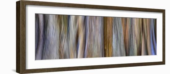 USA, Washington State, Seabeck. Panoramic abstract of tree trunk and limbs.-Jaynes Gallery-Framed Photographic Print