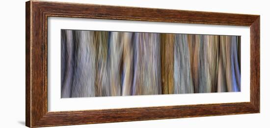 USA, Washington State, Seabeck. Panoramic abstract of tree trunk and limbs.-Jaynes Gallery-Framed Photographic Print