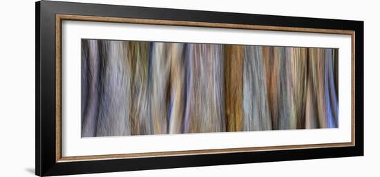 USA, Washington State, Seabeck. Panoramic abstract of tree trunk and limbs.-Jaynes Gallery-Framed Photographic Print