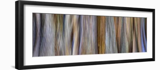 USA, Washington State, Seabeck. Panoramic abstract of tree trunk and limbs.-Jaynes Gallery-Framed Photographic Print
