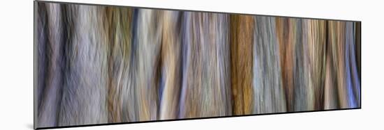 USA, Washington State, Seabeck. Panoramic abstract of tree trunk and limbs.-Jaynes Gallery-Mounted Photographic Print