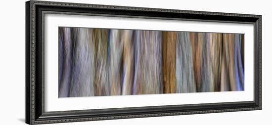 USA, Washington State, Seabeck. Panoramic abstract of tree trunk and limbs.-Jaynes Gallery-Framed Photographic Print