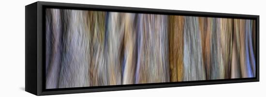 USA, Washington State, Seabeck. Panoramic abstract of tree trunk and limbs.-Jaynes Gallery-Framed Premier Image Canvas