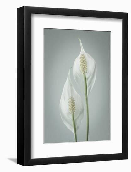 USA, Washington State, Seabeck. Peace lily close-up.-Jaynes Gallery-Framed Photographic Print