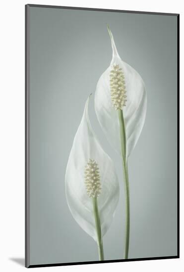 USA, Washington State, Seabeck. Peace lily close-up.-Jaynes Gallery-Mounted Photographic Print