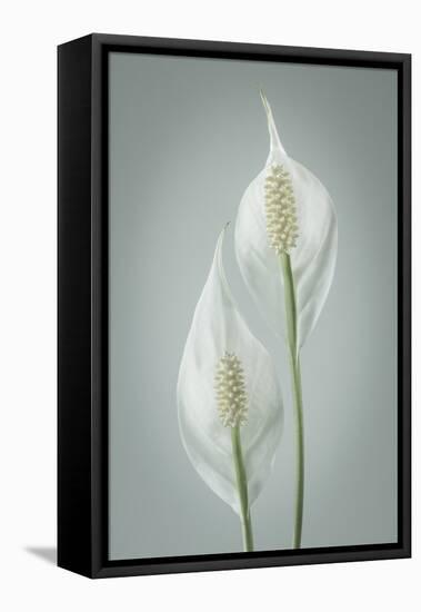 USA, Washington State, Seabeck. Peace lily close-up.-Jaynes Gallery-Framed Premier Image Canvas
