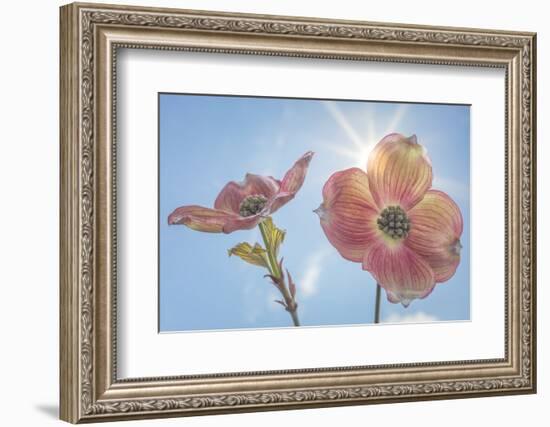 USA, Washington State, Seabeck. Pink dogwood blossoms.-Jaynes Gallery-Framed Photographic Print