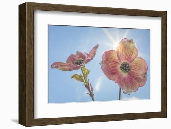 USA, Washington State, Seabeck. Pink dogwood blossoms.-Jaynes Gallery-Framed Photographic Print