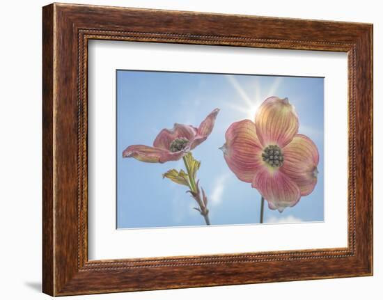 USA, Washington State, Seabeck. Pink dogwood blossoms.-Jaynes Gallery-Framed Photographic Print