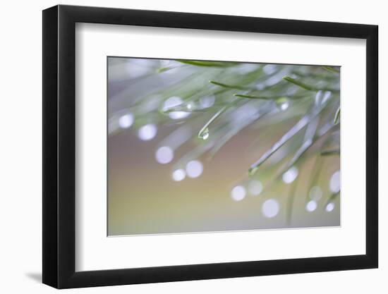 USA, Washington State, Seabeck. Raindrops on pine needles.-Jaynes Gallery-Framed Photographic Print