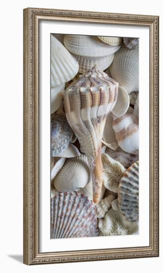 USA, Washington State, Seabeck. Sea shells variety.-Jaynes Gallery-Framed Photographic Print