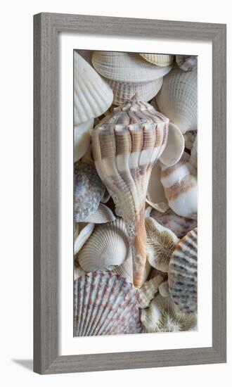 USA, Washington State, Seabeck. Sea shells variety.-Jaynes Gallery-Framed Photographic Print