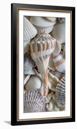 USA, Washington State, Seabeck. Sea shells variety.-Jaynes Gallery-Framed Photographic Print