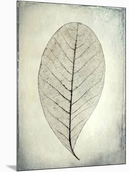 USA, Washington State, Seabeck. Skeletonized leaf close-up.-Jaynes Gallery-Mounted Photographic Print