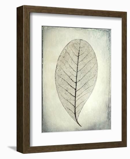 USA, Washington State, Seabeck. Skeletonized leaf close-up.-Jaynes Gallery-Framed Premium Photographic Print