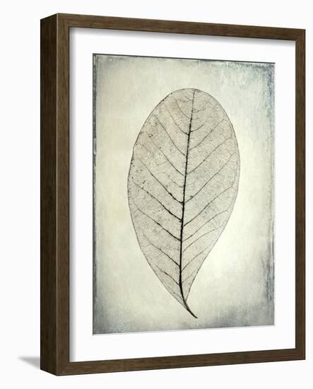 USA, Washington State, Seabeck. Skeletonized leaf close-up.-Jaynes Gallery-Framed Photographic Print