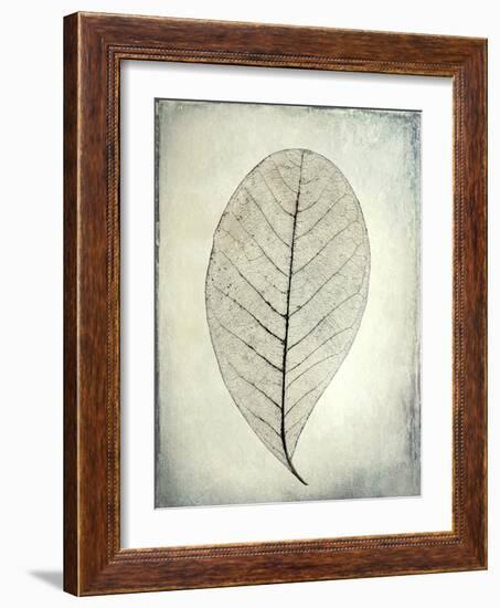 USA, Washington State, Seabeck. Skeletonized leaf close-up.-Jaynes Gallery-Framed Photographic Print