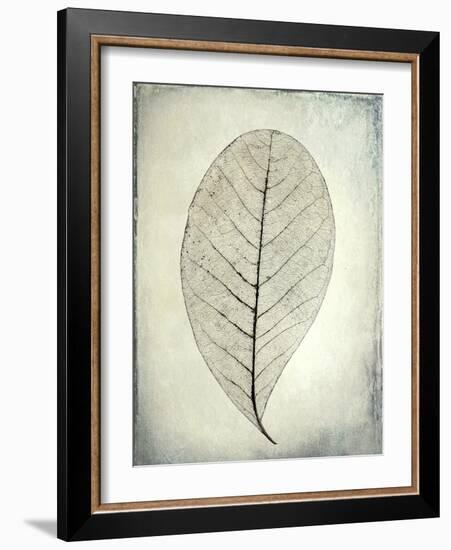 USA, Washington State, Seabeck. Skeletonized leaf close-up.-Jaynes Gallery-Framed Photographic Print