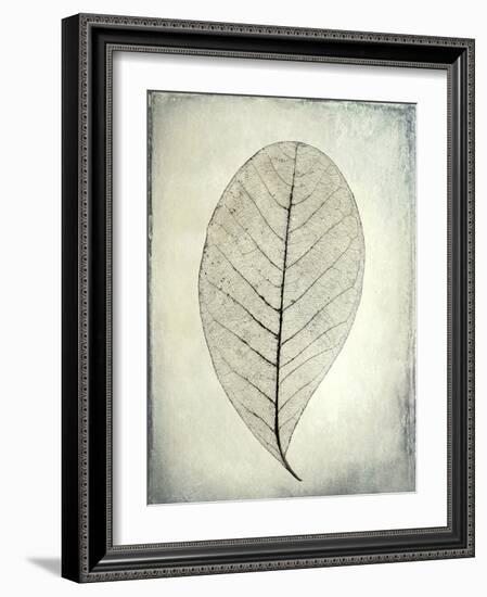 USA, Washington State, Seabeck. Skeletonized leaf close-up.-Jaynes Gallery-Framed Photographic Print