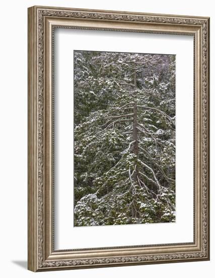 USA, Washington State, Seabeck. Snow-covered Douglas fir tree in winter.-Jaynes Gallery-Framed Photographic Print