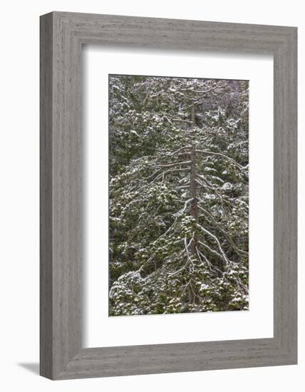 USA, Washington State, Seabeck. Snow-covered Douglas fir tree in winter.-Jaynes Gallery-Framed Photographic Print