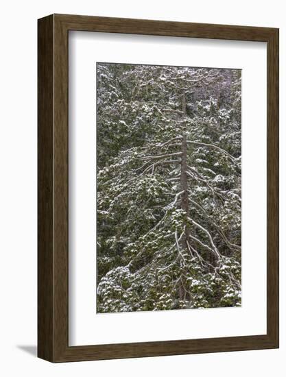 USA, Washington State, Seabeck. Snow-covered Douglas fir tree in winter.-Jaynes Gallery-Framed Photographic Print