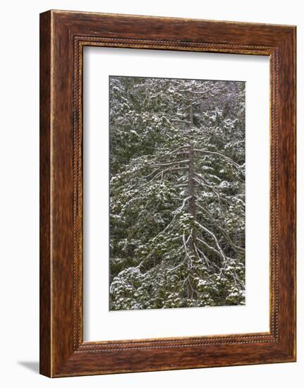 USA, Washington State, Seabeck. Snow-covered Douglas fir tree in winter.-Jaynes Gallery-Framed Photographic Print