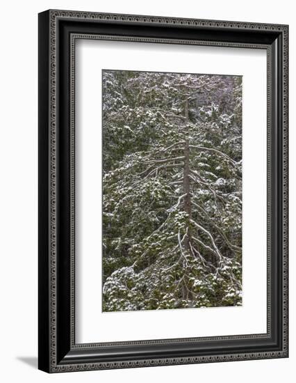 USA, Washington State, Seabeck. Snow-covered Douglas fir tree in winter.-Jaynes Gallery-Framed Photographic Print