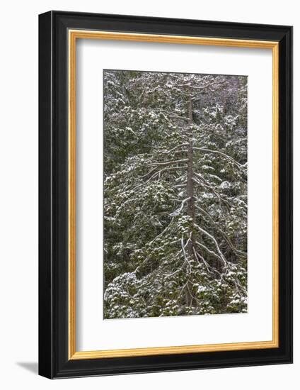 USA, Washington State, Seabeck. Snow-covered Douglas fir tree in winter.-Jaynes Gallery-Framed Photographic Print