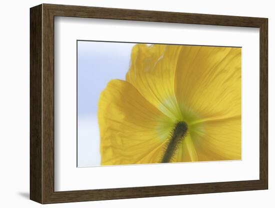 USA, Washington State, Seabeck. Underside of Poppy Flower-Don Paulson-Framed Photographic Print