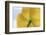 USA, Washington State, Seabeck. Underside of Poppy Flower-Don Paulson-Framed Photographic Print