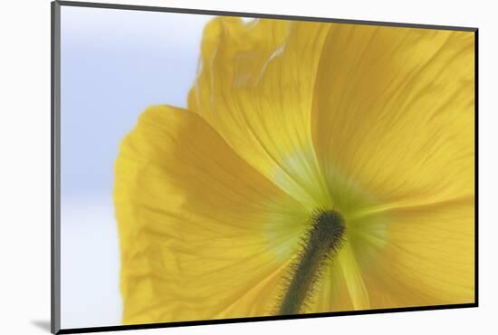 USA, Washington State, Seabeck. Underside of Poppy Flower-Don Paulson-Mounted Photographic Print