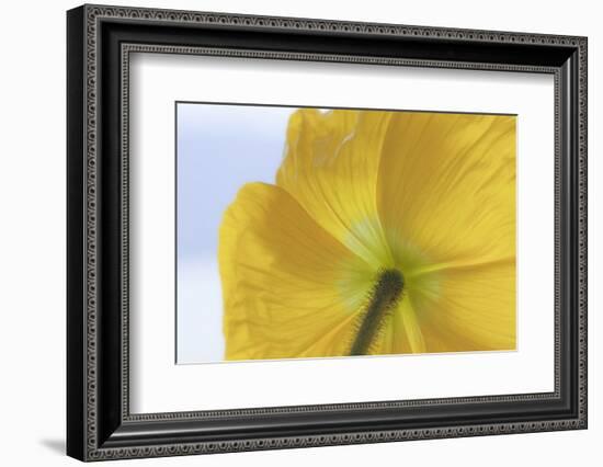 USA, Washington State, Seabeck. Underside of Poppy Flower-Don Paulson-Framed Photographic Print