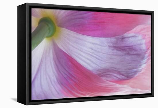 USA, Washington State, Seabeck. Underside of Poppy Flower-Don Paulson-Framed Premier Image Canvas