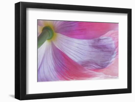 USA, Washington State, Seabeck. Underside of Poppy Flower-Don Paulson-Framed Photographic Print