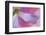 USA, Washington State, Seabeck. Underside of Poppy Flower-Don Paulson-Framed Photographic Print