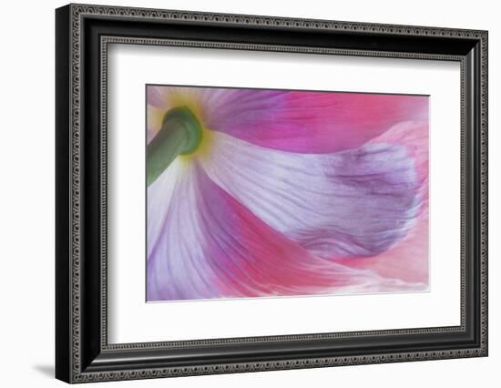 USA, Washington State, Seabeck. Underside of Poppy Flower-Don Paulson-Framed Photographic Print