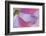 USA, Washington State, Seabeck. Underside of Poppy Flower-Don Paulson-Framed Photographic Print