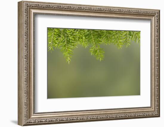 USA, Washington State, Seabeck. Western hemlock needles and branches.-Jaynes Gallery-Framed Photographic Print